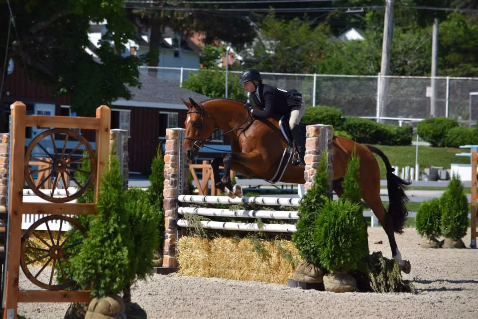 Dreamstead Equestrian gallery photo 10
